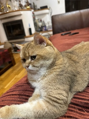 Mascul british shorthair golden  - imagine 7