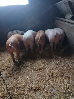 Purcei de vanzare - imagine 2