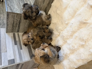 Bichon havanez 350 lei - imagine 3