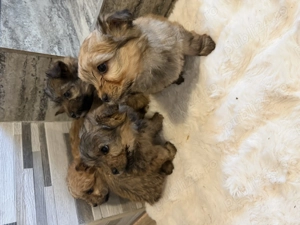 Bichon havanez 350 lei - imagine 2