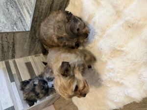 Bichon havanez 350 lei - imagine 4