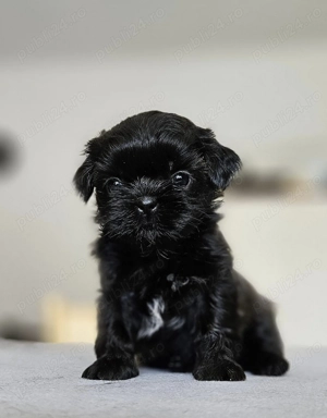 Fetiță Shih Tzu - imagine 2