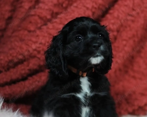 Cocker spaniol spaniel  - imagine 2