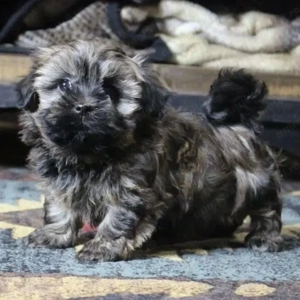 Shih-Tzu Shitzu Fetița