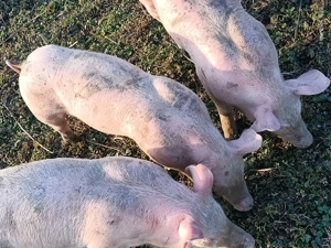 Grăsuni  - imagine 2