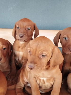 Disponibili catei Vizsla maghiara  - imagine 3