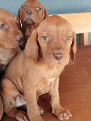 Disponibili catei Vizsla maghiara  - imagine 2