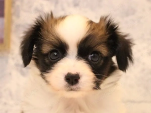 Bichon havanez 350 lei