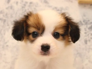 Bichon havanez 350 lei - imagine 2