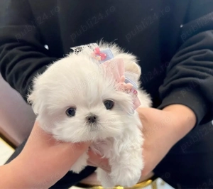 Bichon Maltez Mini Toy 