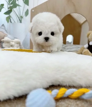 Bichon Maltez Mini Toy