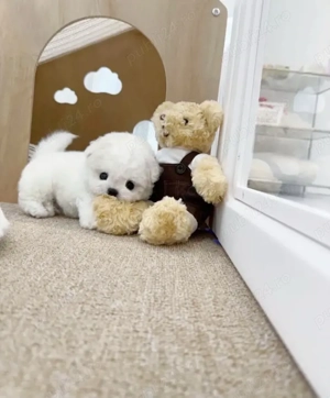 Bichon Maltez Mini Toy - imagine 4