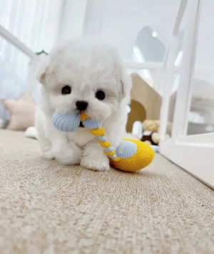 Bichon Maltez Mini Toy - imagine 2