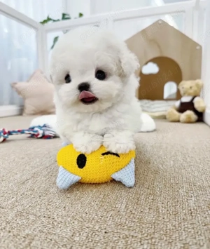 Bichon Maltez Mini Toy - imagine 3