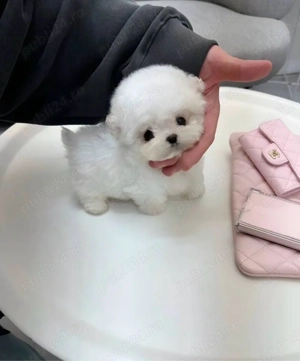 Bichon Maltez Mini Toy  - imagine 3