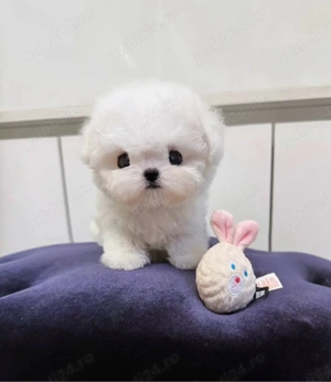 Bichon Maltez Mini Toy  - imagine 2