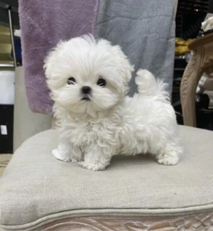 Bichon Maltez Mini Toy 