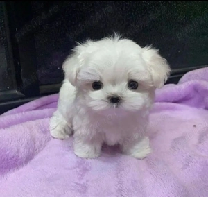 Bichon Maltez Mini Toy - imagine 2