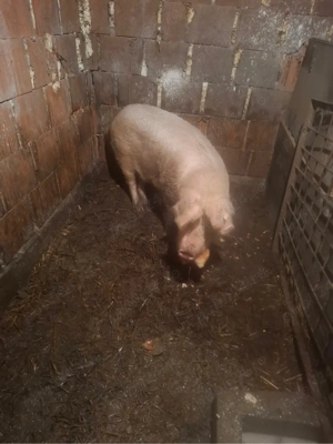 de vanzare scrafa 110-120 kg pret 9 lej kg - imagine 3