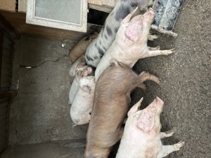 Vând porci - imagine 2