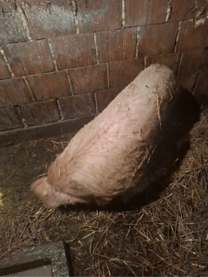 de vanzare scrafa 110-120 kg pret 9 lej kg - imagine 4