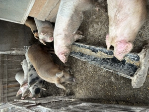 Vând porci - imagine 3