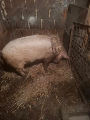 de vanzare scrafa 110-120 kg pret 9 lej kg - imagine 2