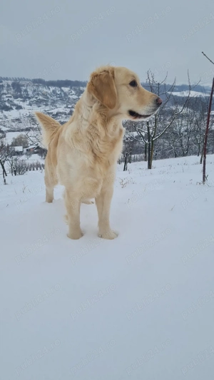 Femelă Golden Retriever - imagine 4