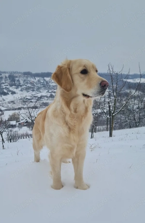 Femelă Golden Retriever