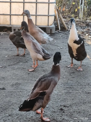 Vand rate alergatoare indiene, tineret din 2025, curata gradina de melci, foarte bune ouatoare.  - imagine 4