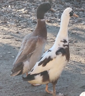 Vand rate alergatoare indiene, tineret din 2025, curata gradina de melci, foarte bune ouatoare.  - imagine 2