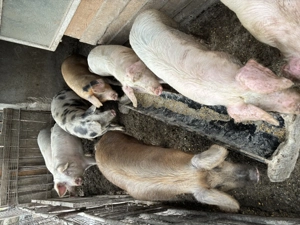 Vând porci - imagine 4