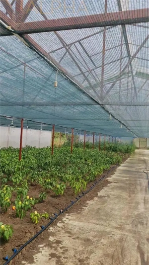 AFACERE LA CHEIE – HALA PRODUCTIE + SERA PROFESIONALA - imagine 13