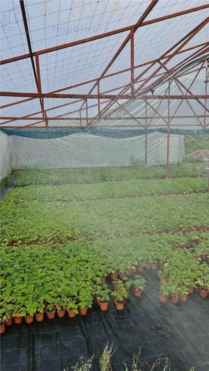 AFACERE LA CHEIE – HALA PRODUCTIE + SERA PROFESIONALA - imagine 5