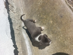 Căței Amstaff - imagine 3