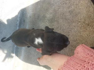 Căței Amstaff - imagine 2