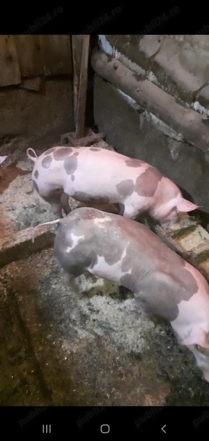 Purcei Pietrain Belgian pur  - imagine 4