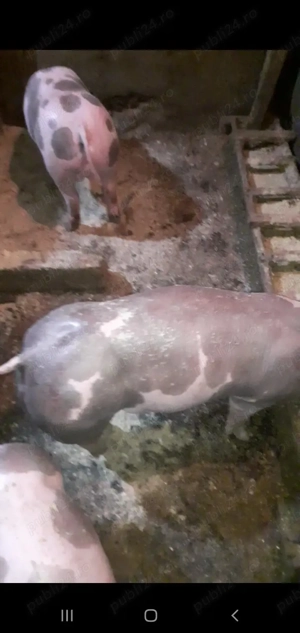 Purcei Pietrain Belgian pur  - imagine 3