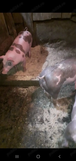 Purcei Pietrain Belgian pur  - imagine 2