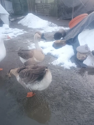 De vânzare un gâscan  - imagine 5