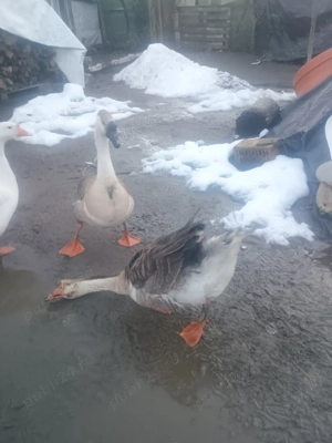 De vânzare un gâscan  - imagine 4