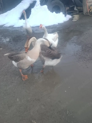 De vânzare un gâscan  - imagine 2