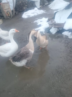 De vânzare un gâscan  - imagine 3