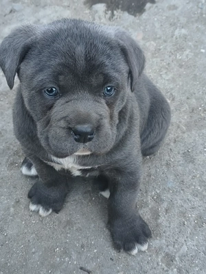 Cățelusi cane corso blue