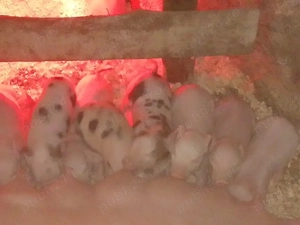 Purcea de vânzare  - imagine 2