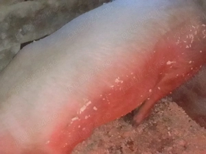 Purcea de vânzare  - imagine 3