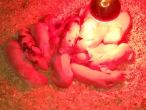 Purcea de vânzare  - imagine 4