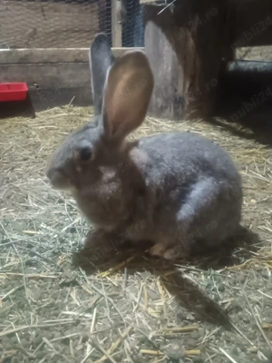 Iepurași UG de vânzare  - imagine 3
