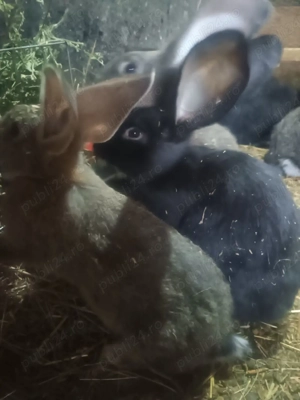 Iepurași UG de vânzare  - imagine 2