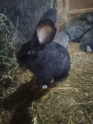 Iepurași UG de vânzare  - imagine 4